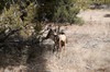 2018-01-16 to 2018-01-20 Bandolier and Jemez NM 012